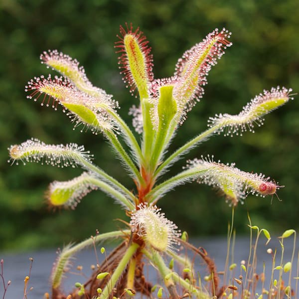 Drosera ramentacea
