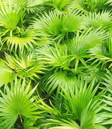 Serenoa repens