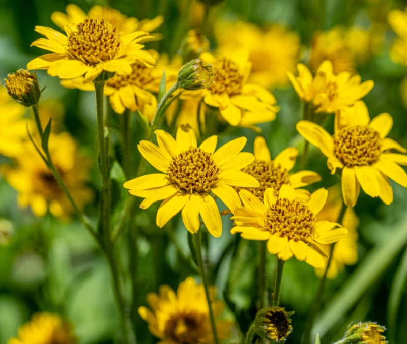 Arnica