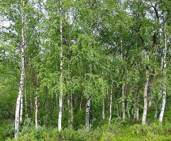 Betulla biologica