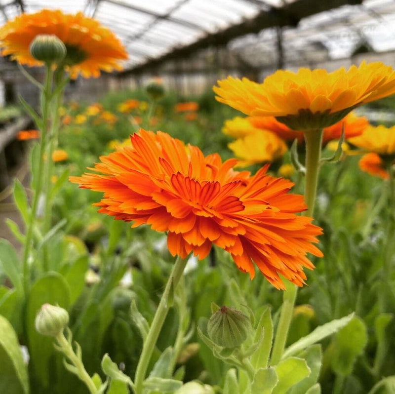 Calendula biologica