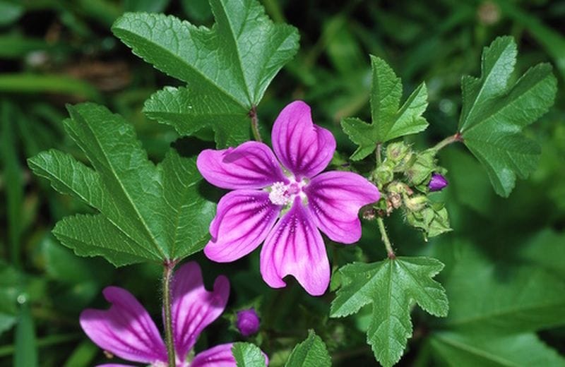 acqua di malva biologica