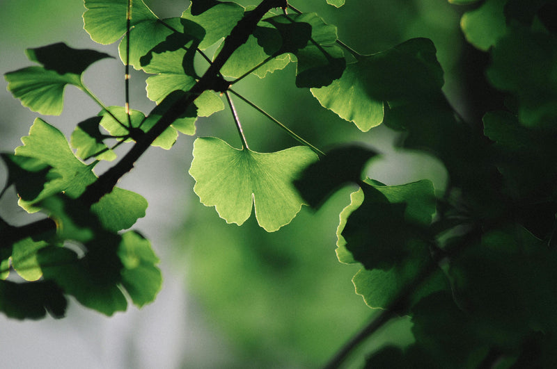 ginkgo biloba