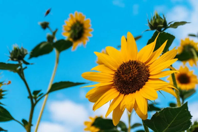 Olio di girasole