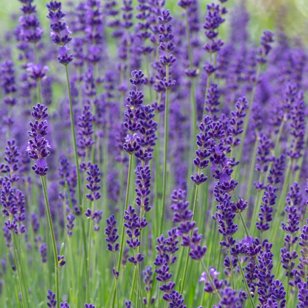 Lavanda